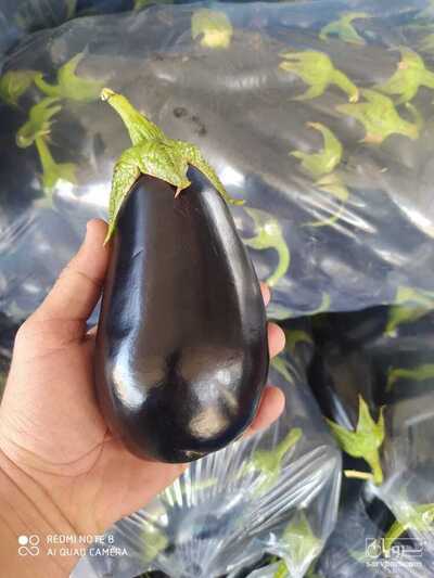 فروش بادمجان لامپی