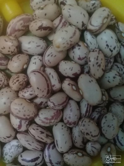 فروش لوبیا چیتی