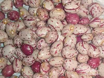 فروش لوبیا چیتی