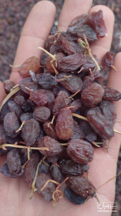 فروش کشمش خلیلی