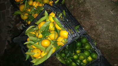 فروش نارنگی انشو