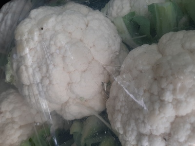 فروش گل کلم