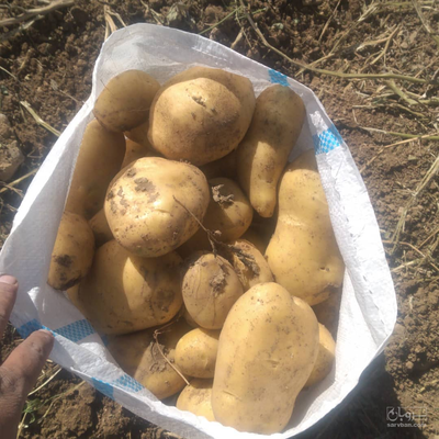 فروش سیب زمینی جیلی