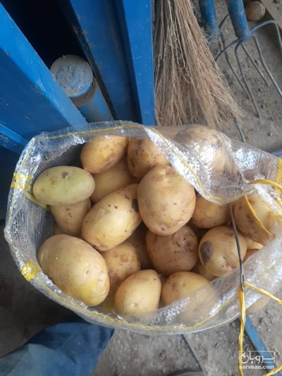 خرید سیب زمینی