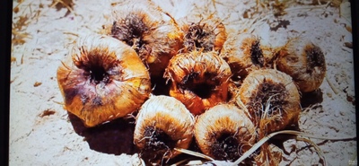 فروش پیاز زعفران