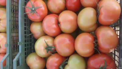 فروش گوجه فرنگی اشکول دورنگ