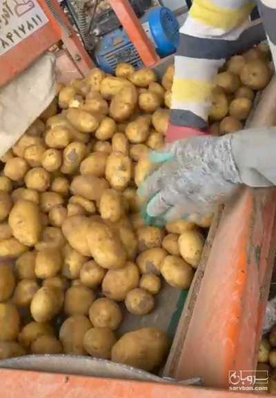 فروش سیب زمینی