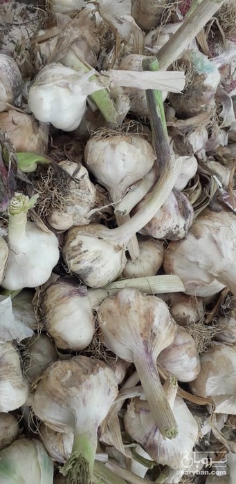 فروش سیر تازه 4 انگشتی