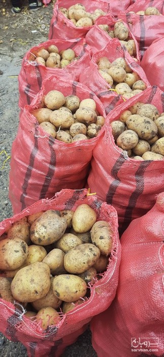فروش سیب زمینی جلی