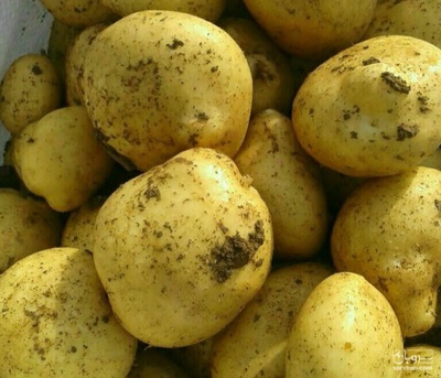 فروش سیب زمینی جلی