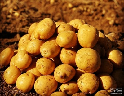 فروش سیب زمینی بذری 99 لیبل دار
