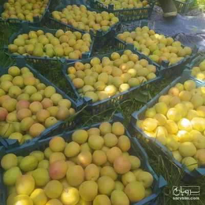 فروش زردآلو