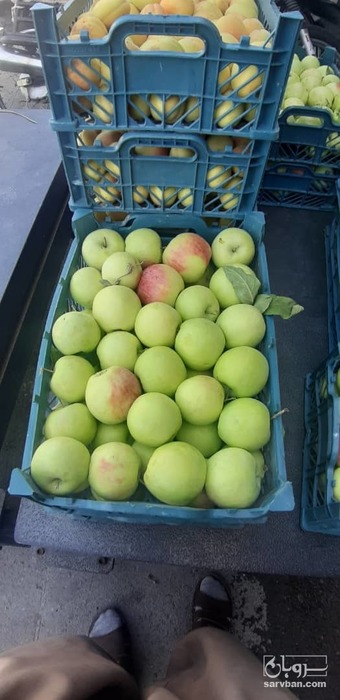 فروش سیب