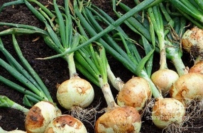 فروش پیاز سفید