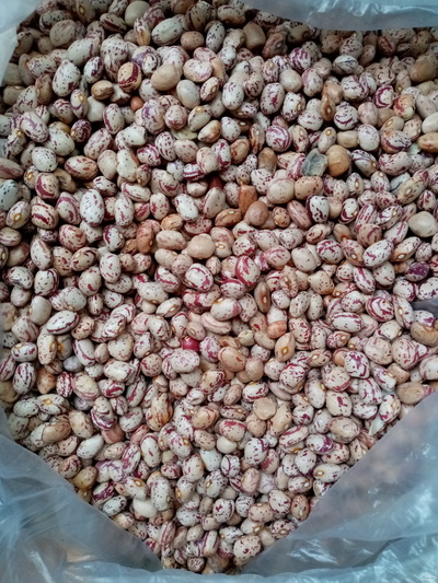 فروش لوبیا چیتی محلی