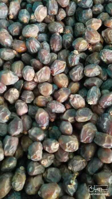 فروش خرمای خاصویی