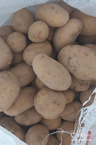 فروش سیب زمینی جلی