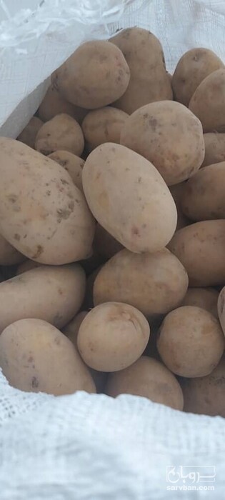 فروش سیب زمینی جلی 2