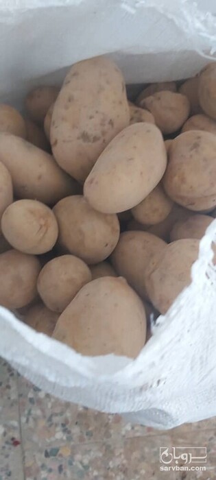 فروش سیب زمینی جلی 3