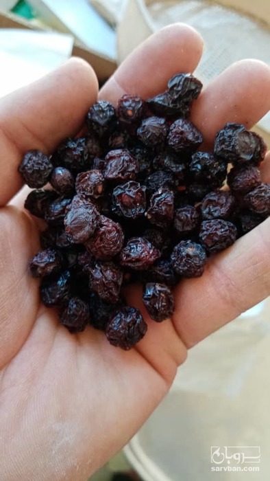 فروش آلبالو خشک