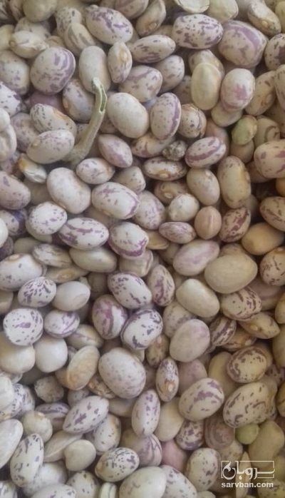 فروش لوبیا چیتی