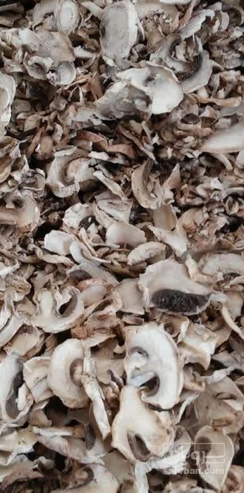 فروش قارچ دکمه ای خشک