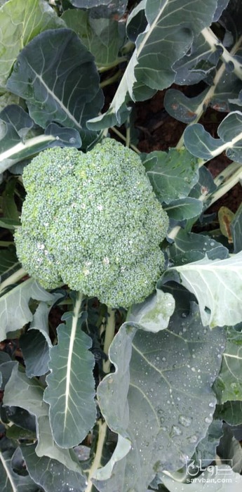 فروش کلم بروکلی