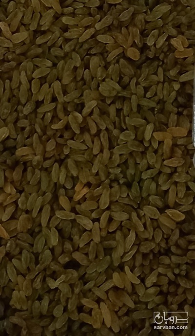 فروش کشمش سبز قلمی