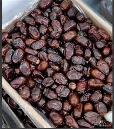 فروش خرما کلوته