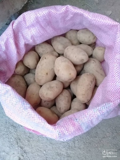 فروش سیب زمینی