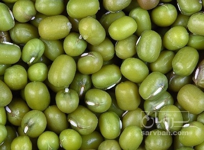 فروش ماش سبز