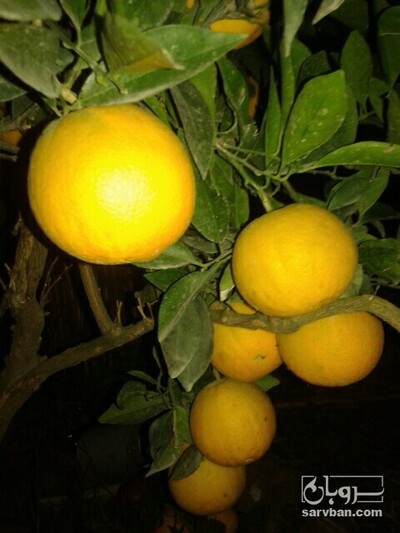 فروش پرتقال تامسون