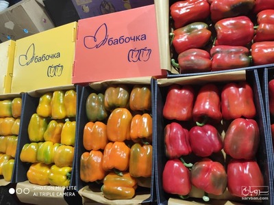 فروش فلفل دلمه ای