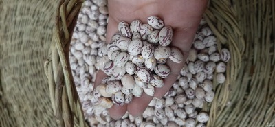 فروش لوبیا چیتی