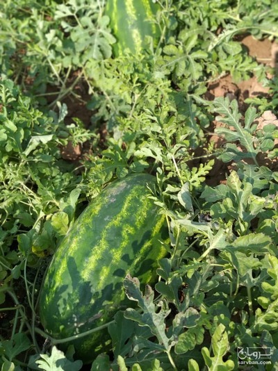 فروش هندوانهB32