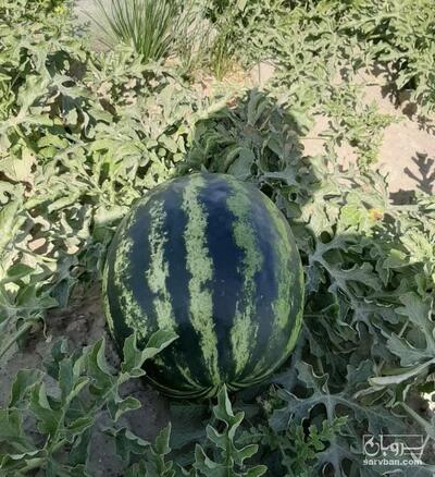 فروش هندوانه بیضی 2032