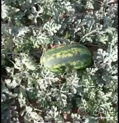 فروش هندوانهB32