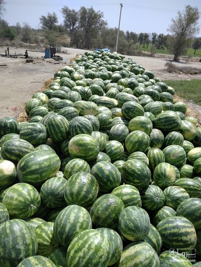 فروش هندوانه میکادو