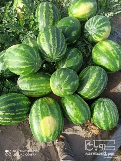 فروش هندوانه