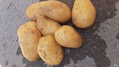 فروش سیب زمینی