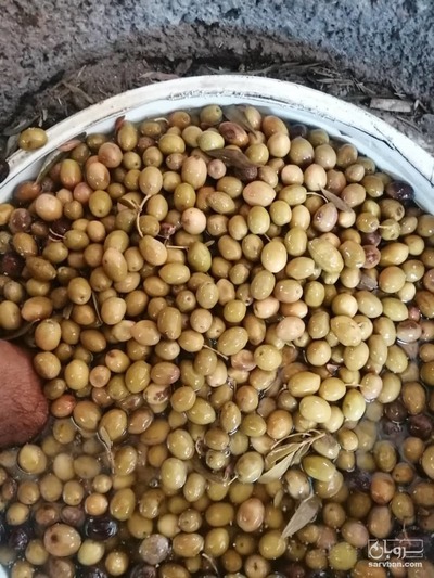 فروش زیتون شور