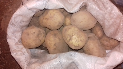 فروش سیب زمینی جلی