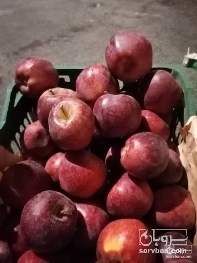 فروش سیب قرمز پادنا