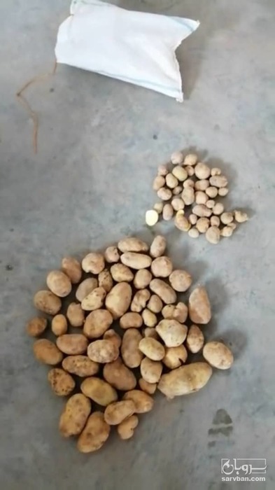 فروش سیب زمینی جلی