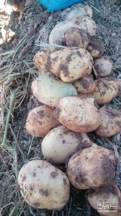 فروش سیب زمینی جلی