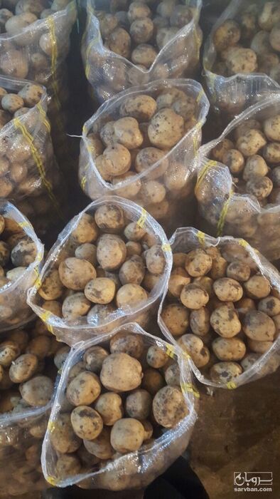 فروش سیب زمینی سانتا