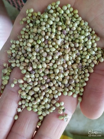 فروش تخم گشنیز سالم دوبار سورت