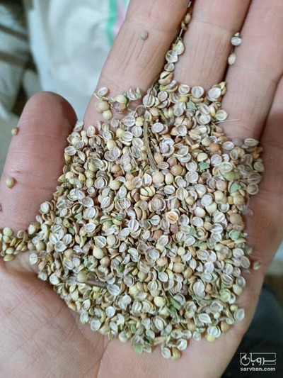 فروش گشنیز شکسته