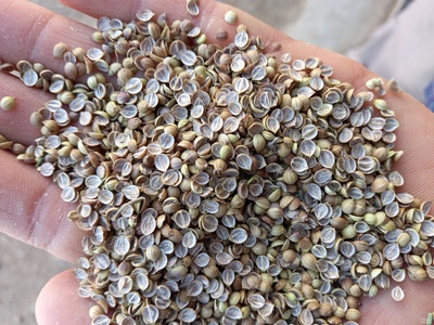 فروش تخم گشنیز