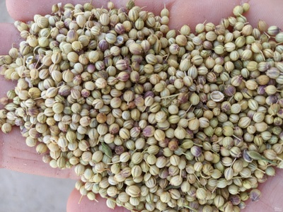 فروش تخم گشنیز